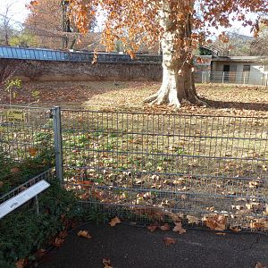 Red kangaroo paddock 011218