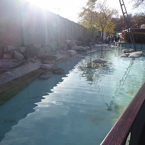 African penguin exhibit 011218
