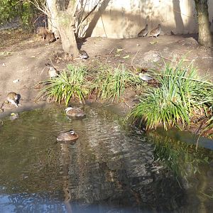 Vogelfreifluganlage 011218