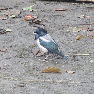 Vogelfreifluganlage - Rose-coloured starling 011218