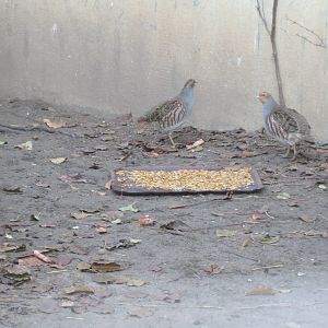 Vogelfreifluganlage - Grey partridges 011218