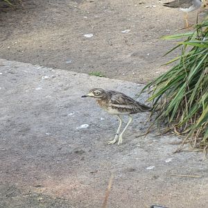 Vogelfreifluganlage - Stone curlew 011218