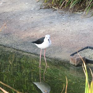 Vogelfreifluganlage - Black-winged stilt 011218