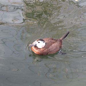 Vogelfreifluganlage - White-headed duck 011218