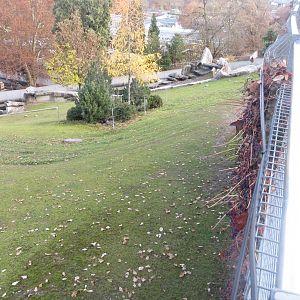 Alpine ibex exhibit 011218