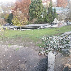 Alpine ibex exhibit 011218