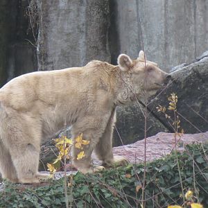 Syrian brown bear 011218