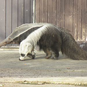 Giant anteater 011218