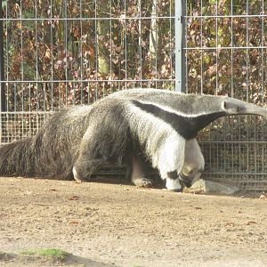 Giant anteater 011218