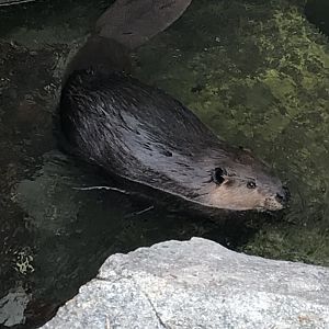 American beaver 011218