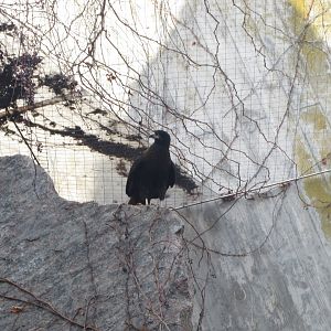 Striated caracara 011218