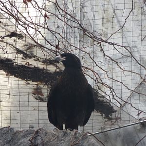 Striated caracara 011218