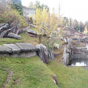 Rocky mountain goat exhibit 011218