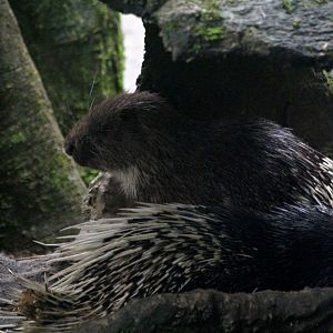 Sumatran porcupine (Hystrix sumatrae) 2018