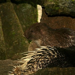 Sumatran porcupine (Hystrix sumatrae) 2018