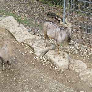 Tajik markhors 011218
