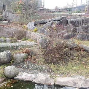 Syrian brown bear exhibit 011218
