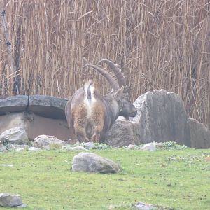 Alpine ibex 011218