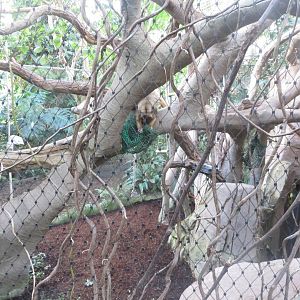 Amazonienhaus - Black-and-gold howler 011218
