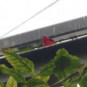 Amazonienhaus - Brazilian tanager 011218