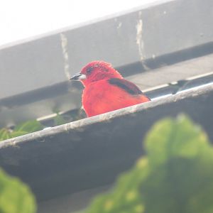Amazonienhaus - Brazilian tanager 011218