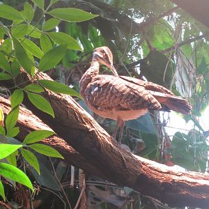 Amazonienhaus - Sunbittern 011218