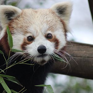 Red Panda