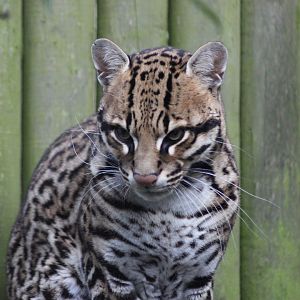 Ocelot