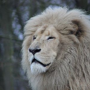 African White Lion