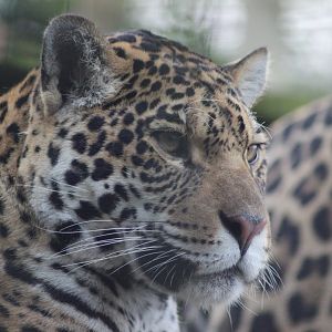 Jaguar