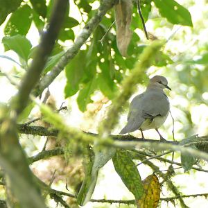 Pallid dove