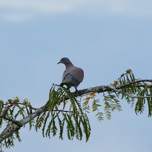 Pale-vented pigeon