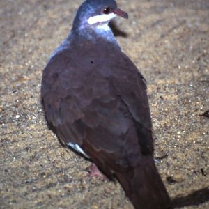 Key West quail dove