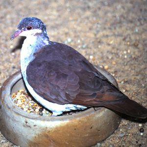 Key West quail dove