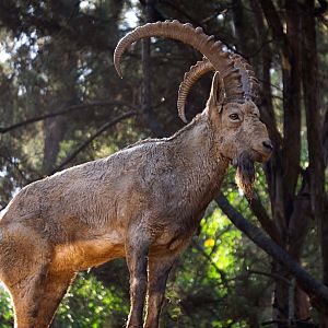 Siberian ibex
