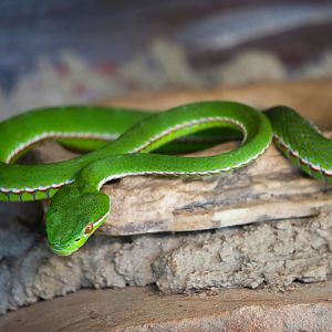 Bamboo Pitviper