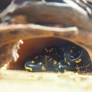 Fire salamanders (Salamandra salamandra), Oct 13th, 2018