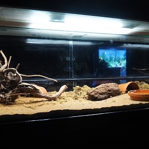 Fire salamander terrarium (Oct 13th, 2018)