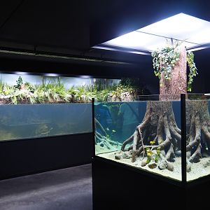 Limburg House aquaria (Oct 13th, 2018)