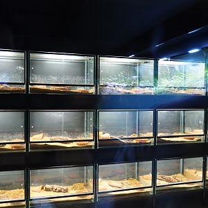 Fire salamander breeding room (Oct 13th, 2018)