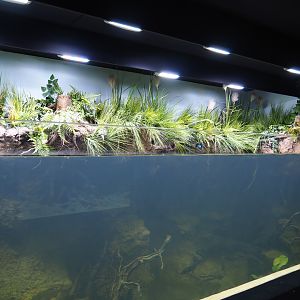 Limburg creek aquarium (Oct 13th, 2018)