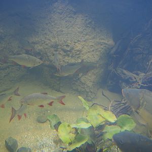 Rudd (Scardinius erythrophthalmus), Mirror carp (Cyprinus carpio carpio) and Tench (Tinca tinca), Oct 13th, 2018
