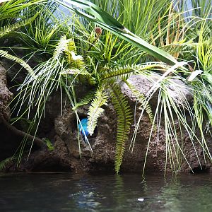 Creek bank scenery recreation - With model of Eurasian kingfisher (Alcedo atthis), Oct 13th, 2018