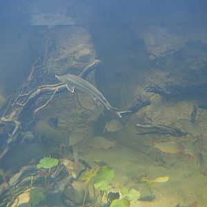 Rudd (Scardinius erythrophthalmus), Tench (Tinca tinca) and Russian sturgeon (Acipenser gueldenstaedtii), Oct 13th, 2018