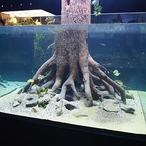 Three-spined stickleback aquarium (Oct 13th, 2018)