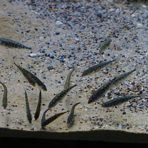Three-spined sticklebacks (Gasterosteus aculeatus), Oct 13th, 2018