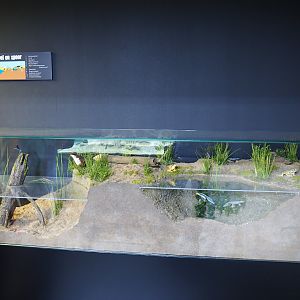 Educational model on waterside habitats and species (Oct 13th, 2018)