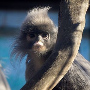 Indochinese gray langur