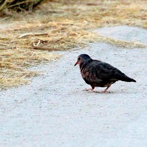 Common Ground-Dove