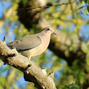 Western Mourning Dove